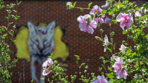 Flowers with Coyote mural in background